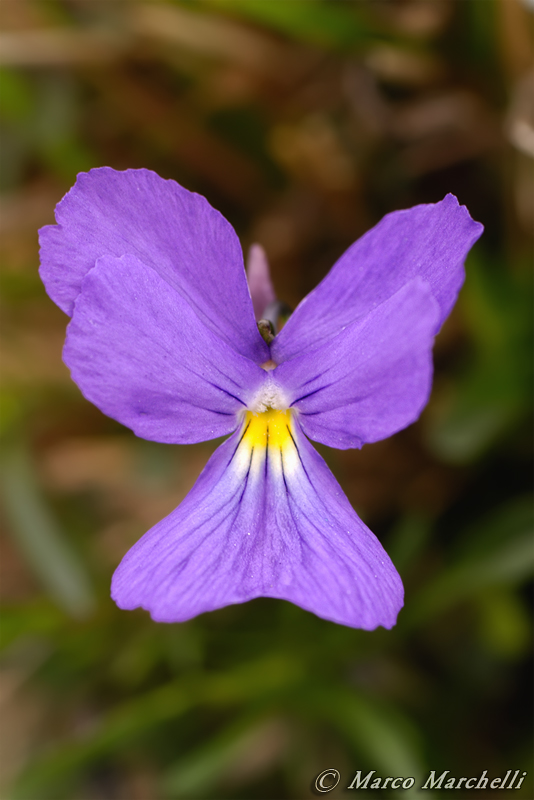 Viola bertolonii